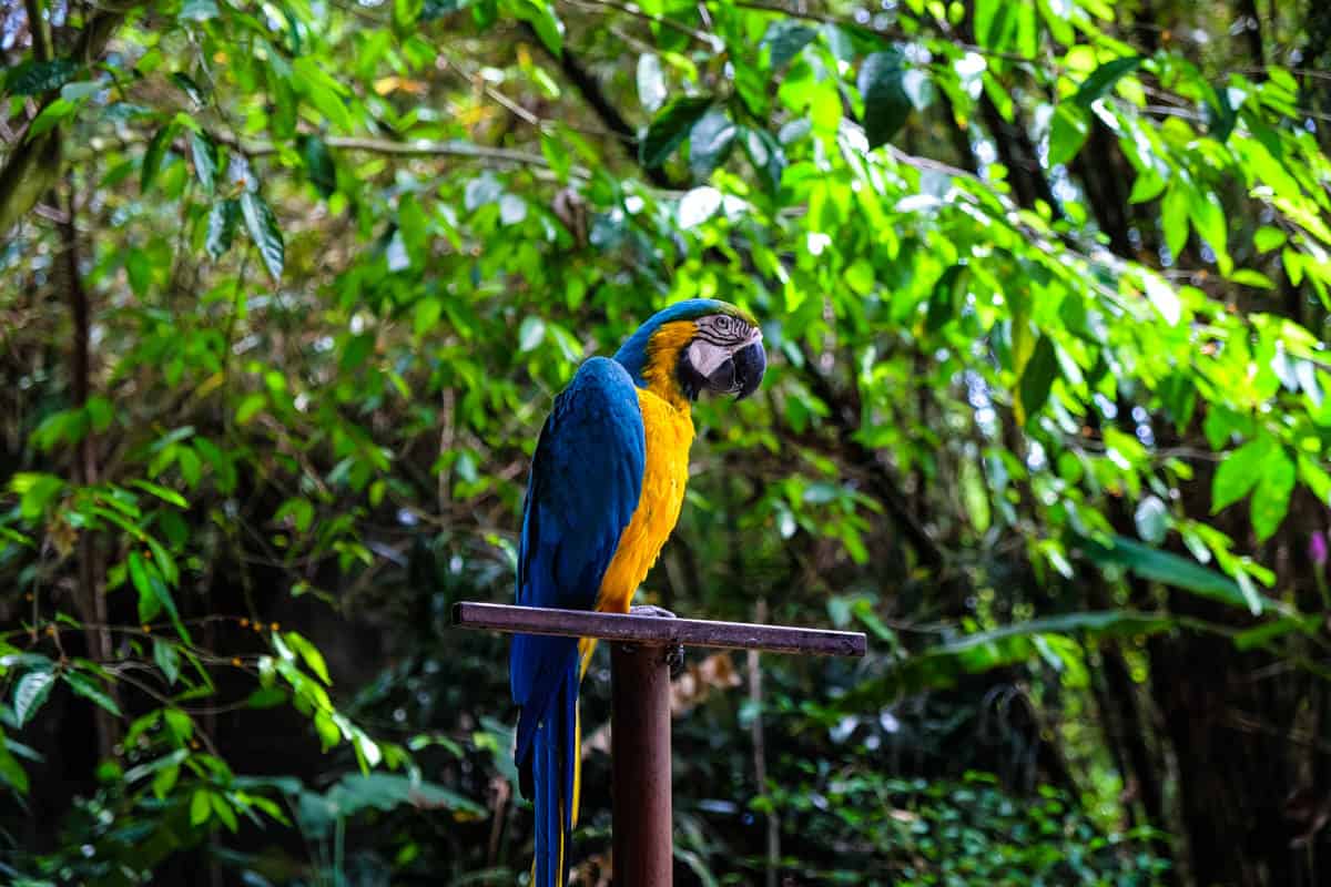 Parrot at Bali Safari